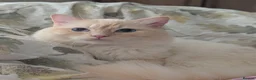 Mixed Breed cats for sale: Ragdoll x Scottish Fold kittens - Advert 4
