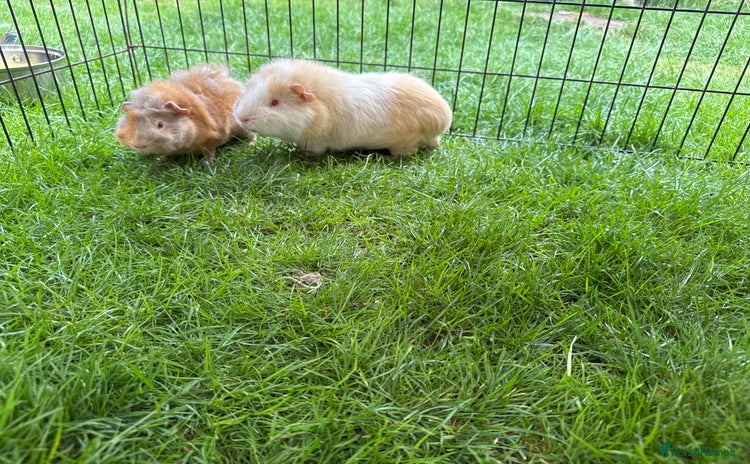 Guinea Pig rodents - Advert 2