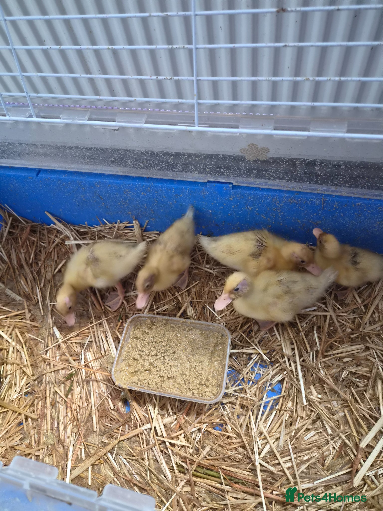 Ducks poultry for sale: 5 call ducklings for sale £30 each  in Manchester - Advert 8