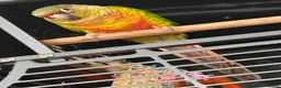 Conures birds for sale: Friendly 7 month old green cheek conure - Advert 2