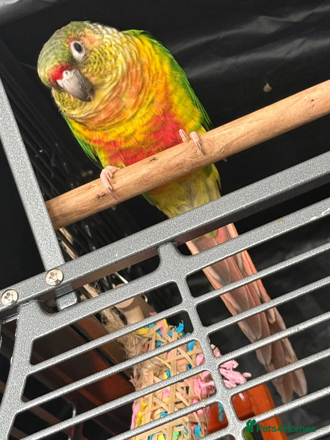 Conures birds for sale: Friendly 7 month old green cheek conure - Advert 2