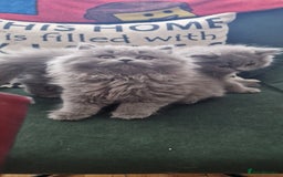 British Longhair cats for sale: british shorthair and shorthair males - Image 8