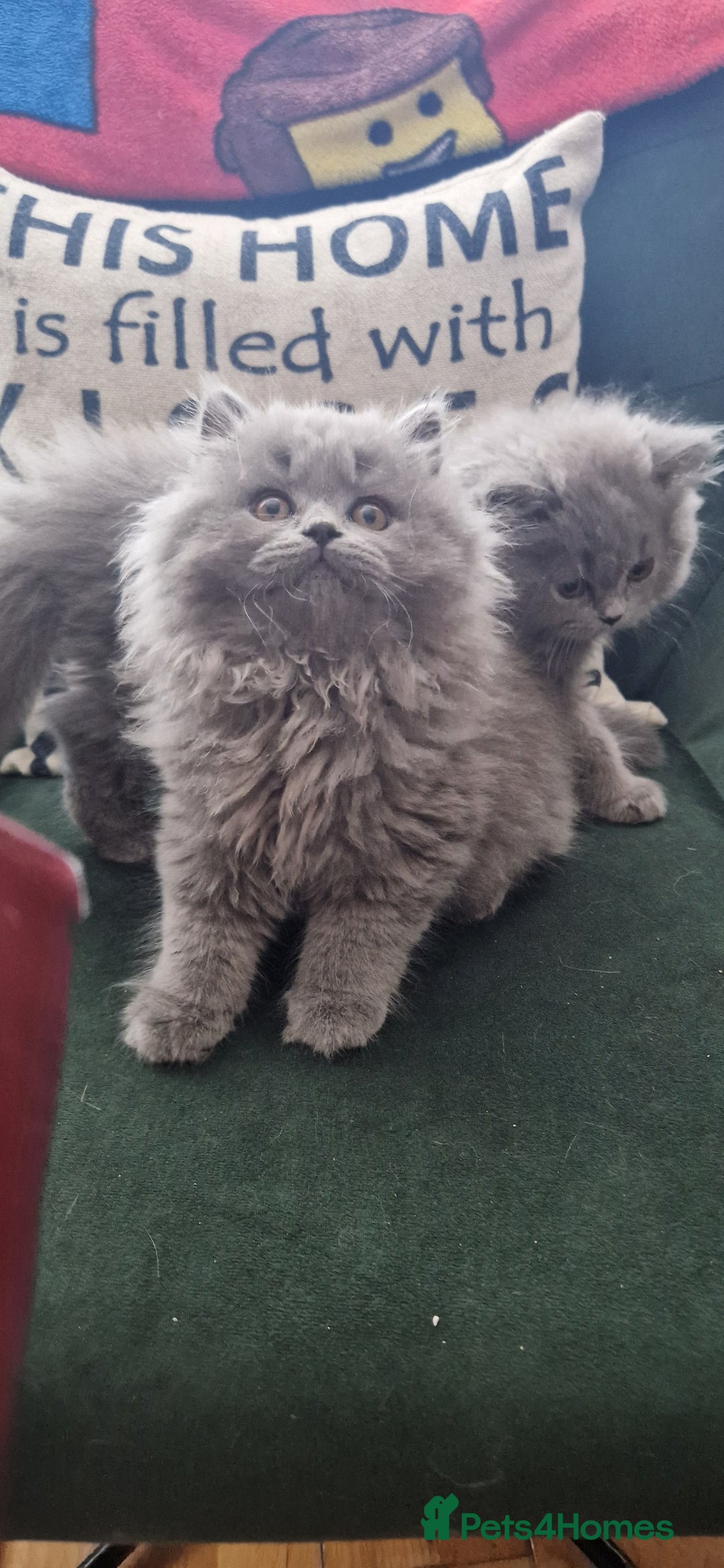 British Longhair cats for sale: british shorthair and shorthair males - Image 8