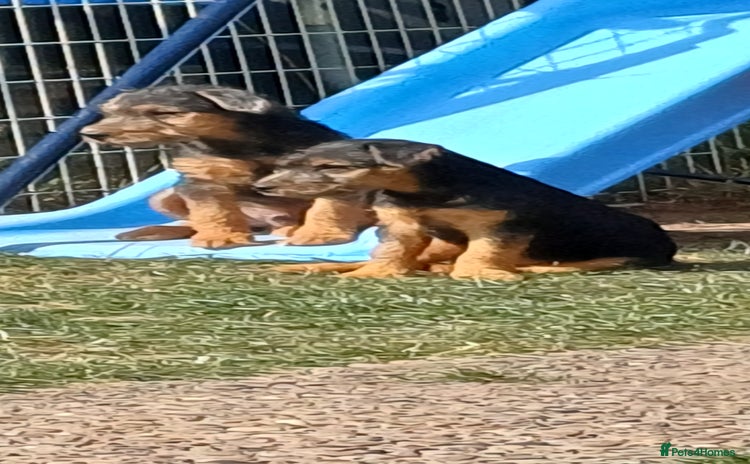 Mixed Breed dogs - Advert 17