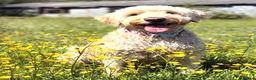 Double Doodle dogs for sale: Double Doodle puppies due August 2026 - Advert 13