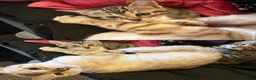 Bengal cats for sale: 2 Stunning Bengal Kittens Left  - Advert 6