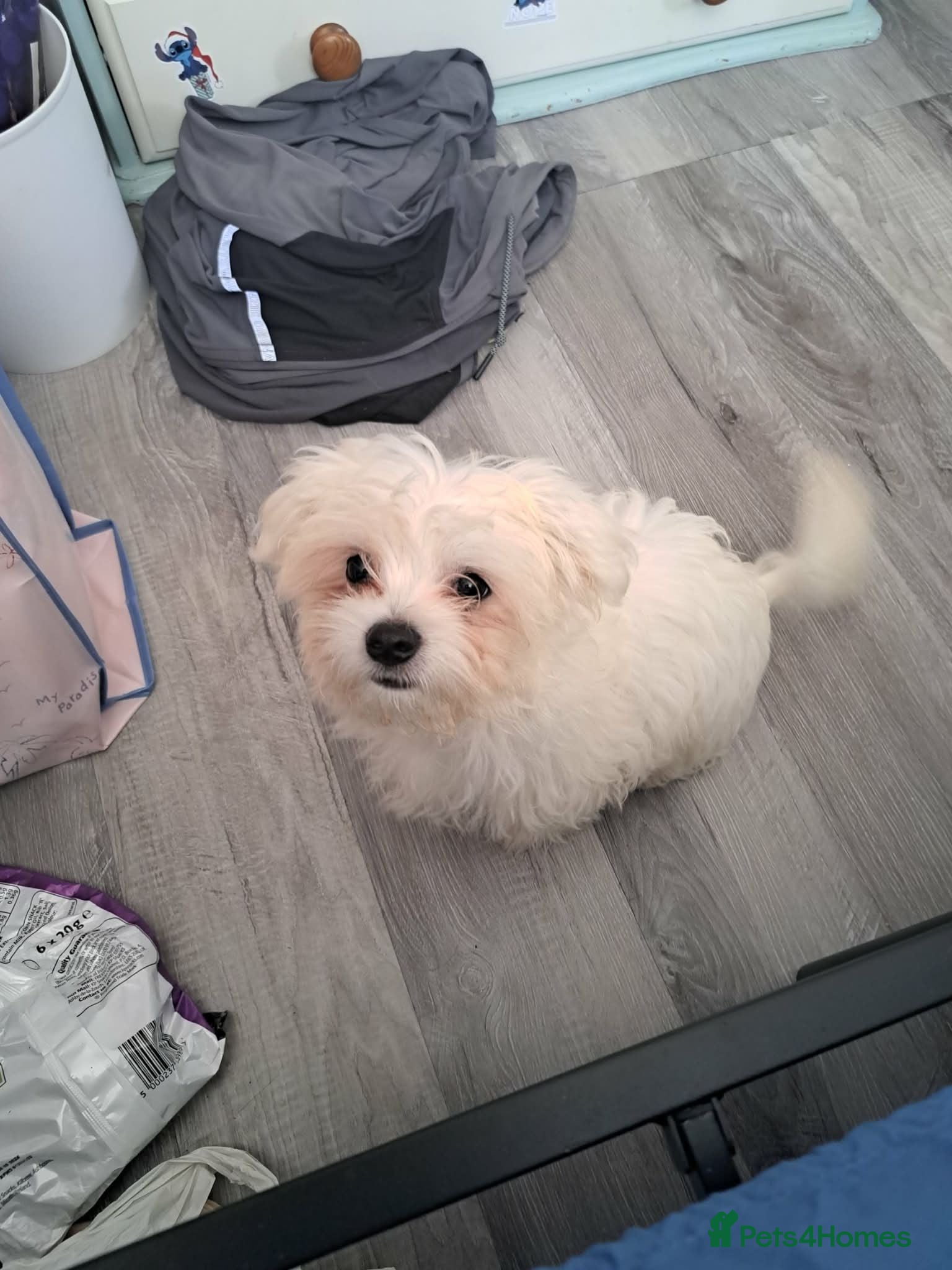 Mixed Breed dogs Maltese cross chihuahua  - Advert 1