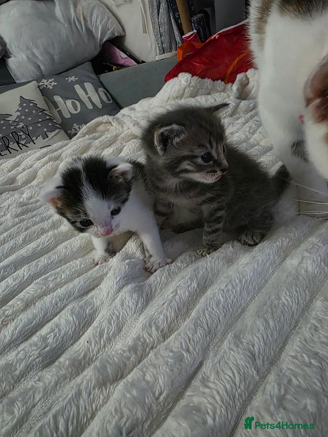 Mixed Breed cats for sale: Two beautiful baby boy kittens - Advert 1