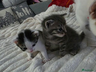 Mixed Breed cats Two beautiful baby boy kittens - Advert 1
