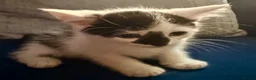 Mixed Breed cats for sale: 6 beautiful kittens  - Advert 2