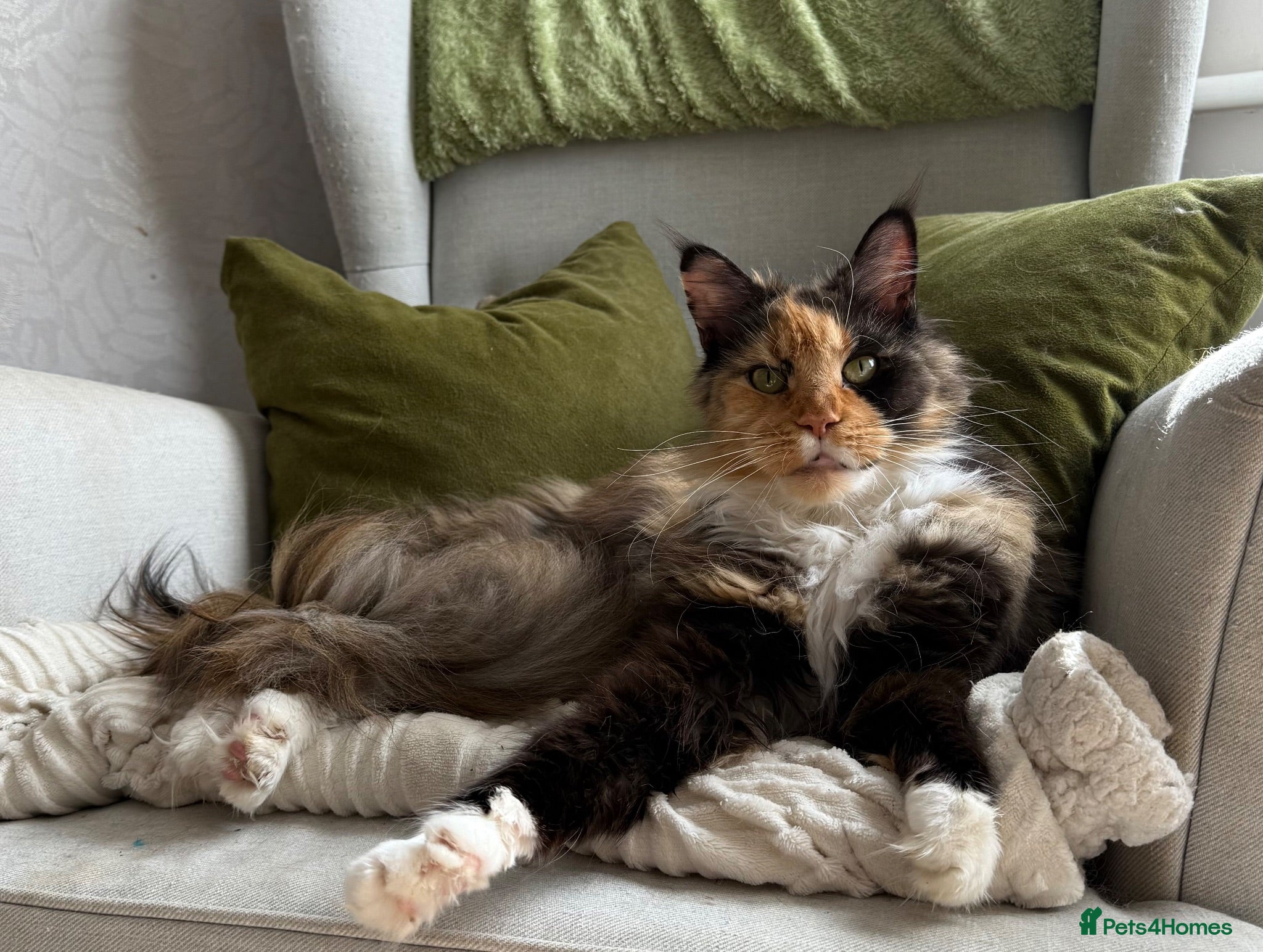 Maine Coon cats Maine Coon - Advert 1