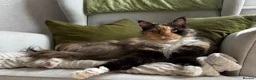 Maine Coon cats for sale: Maine Coon - Advert 1