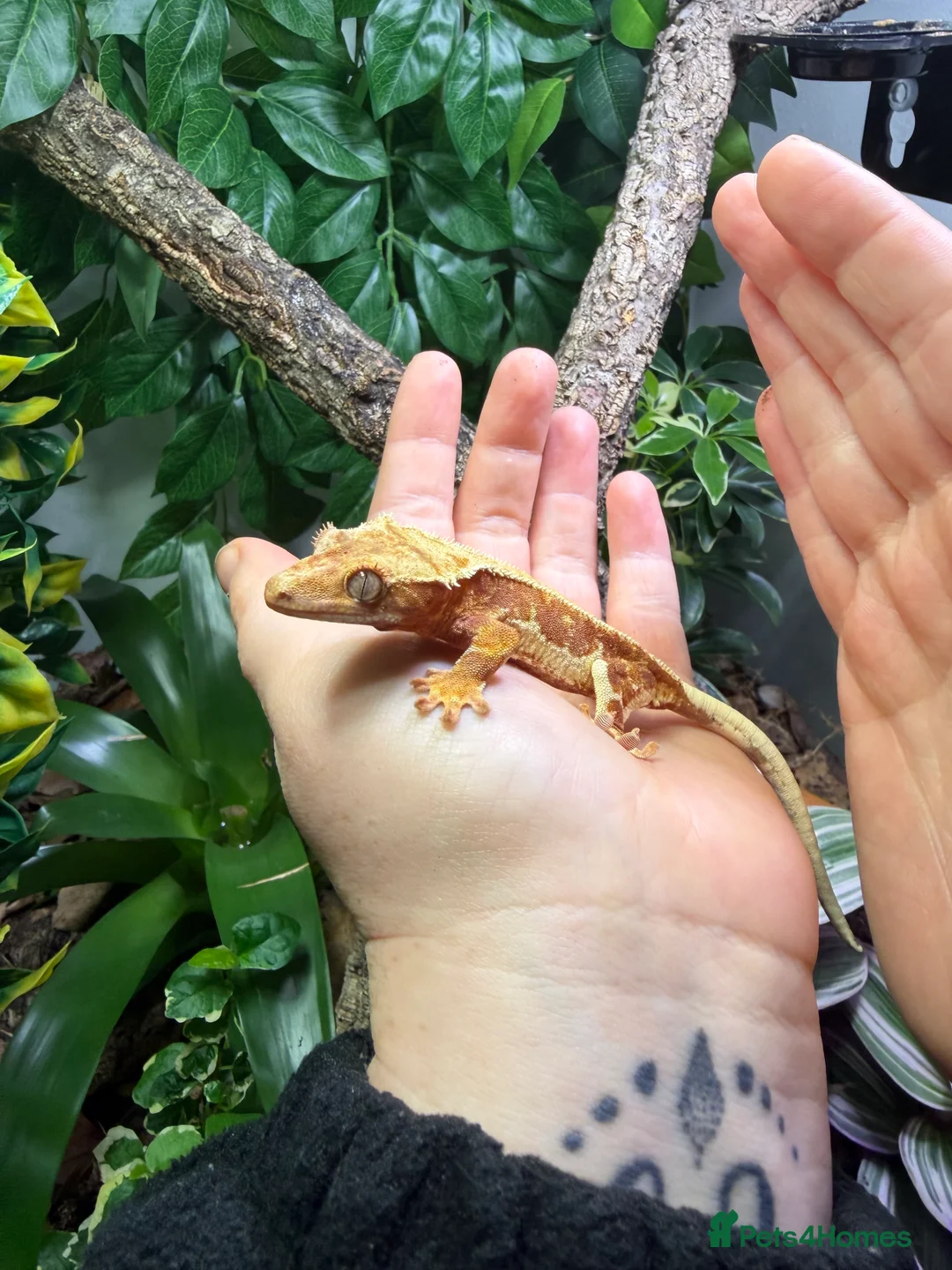 Gecko reptiles for sale: Red Lilly white crested gecko with full setup - Advert 6