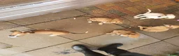 Lurcher dogs for sale: Lurcher in Newcastle - Advert 5