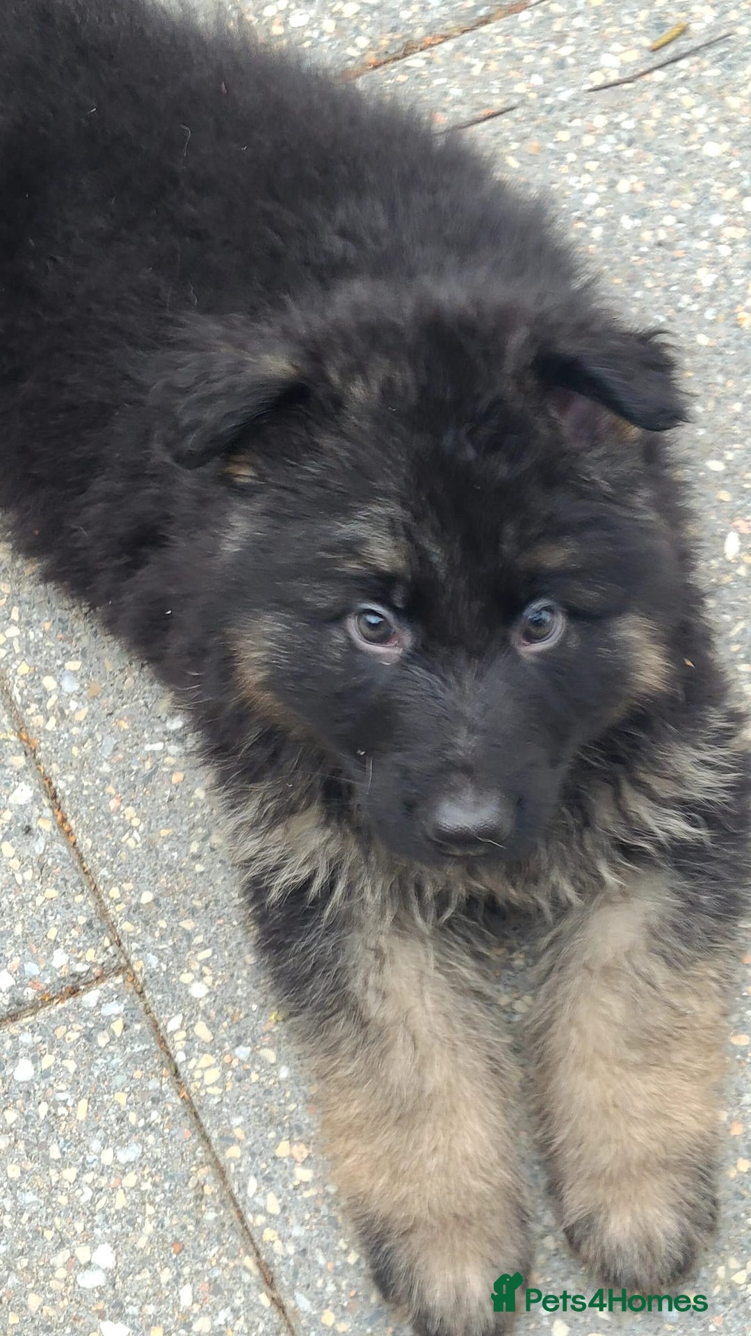 German Shepherd dogs for sale: Kennel Club Straight back GSD - Image 4