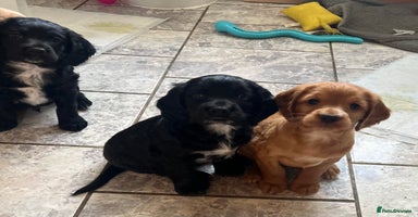 Cocker Spaniel dogs - Advert 15