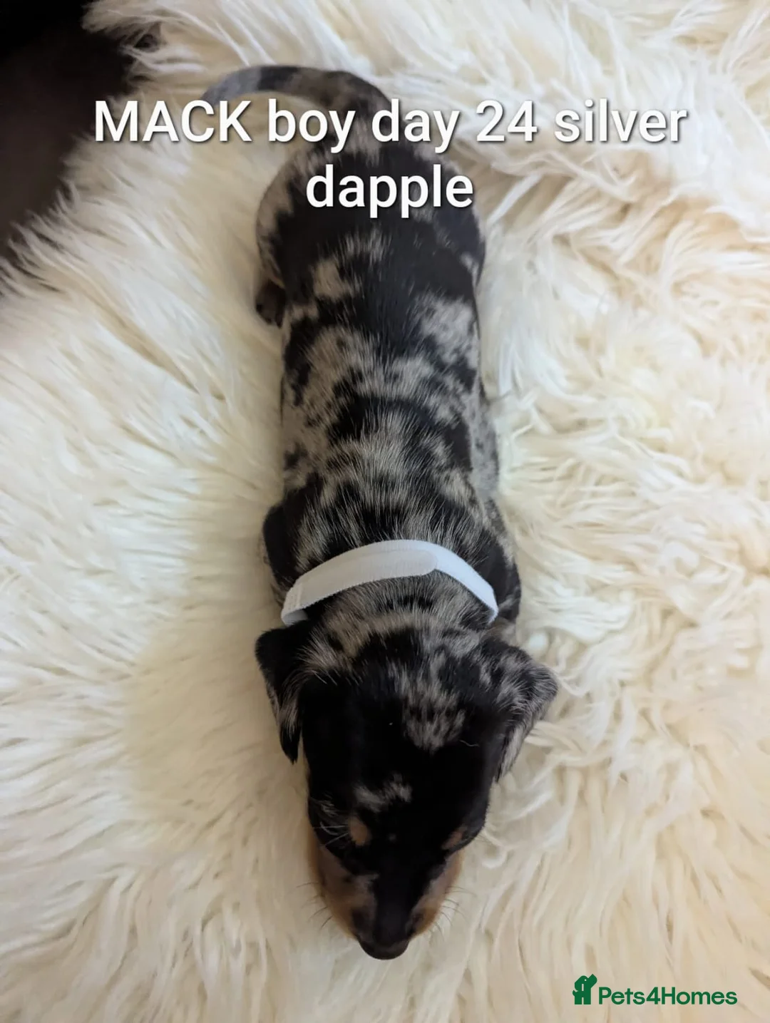 Miniature Dachshund dogs for sale: KC Reg Mini Dachshund Puppies –Loving Homes Only!  - Advert 16