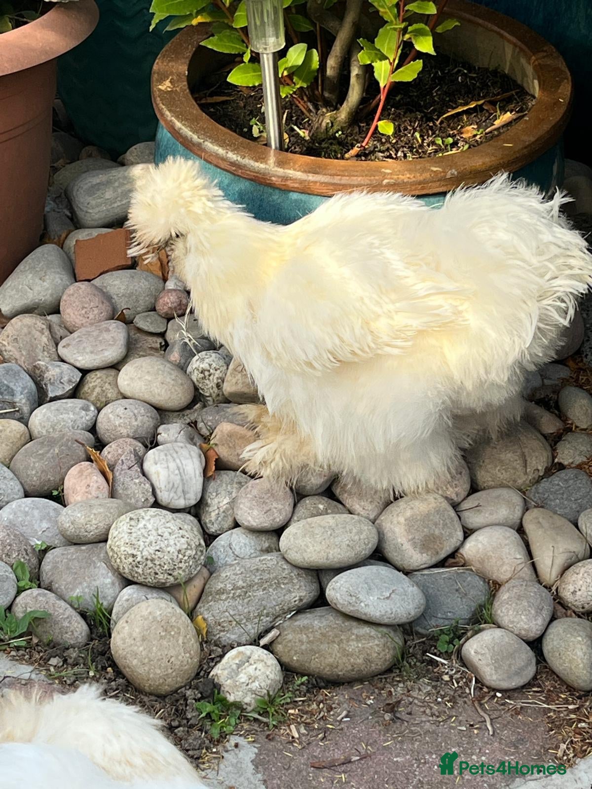 Chickens poultry Silkie x Silkie Male Chicken for Re-homing - Advert 2