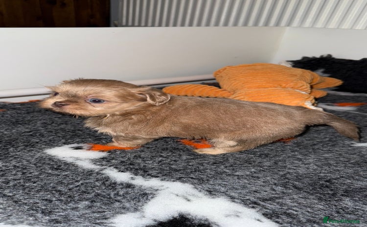 Shih Tzu dogs 🧡💜Stunning KC Registered Shih Tzu Puppies🧡💜 - Advert 3