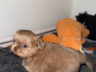 Shih Tzu dogs 🧡💜Stunning KC Registered Shih Tzu Puppies🧡💜 - Advert 4