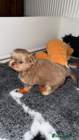 Shih Tzu dogs 🧡💜Stunning KC Registered Shih Tzu Puppies🧡💜 - Advert 3