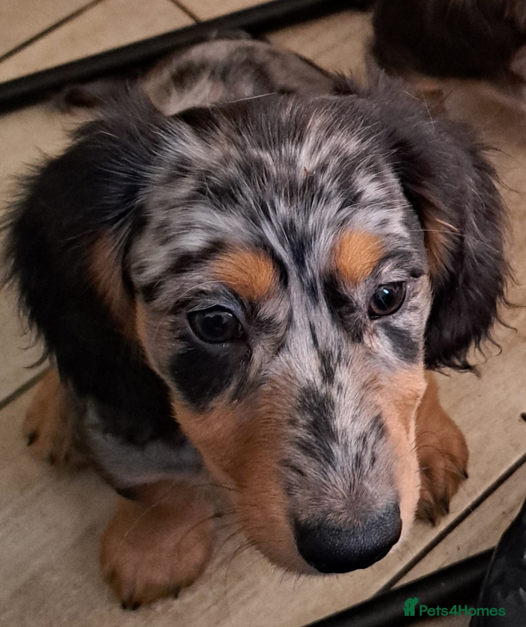 Miniature Dachshund dogs for sale: Just a boy longer coated, healthy Mini Dachshund - Image 28