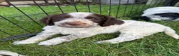 Cocker Spaniel dogs for sale: 8 Beautiful Working Cocker Spaniel Puppies  - Advert 16