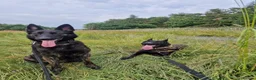 Belgian Shepherd Dog dogs for sale: Dutch Shepherd Puppies - Advert 12