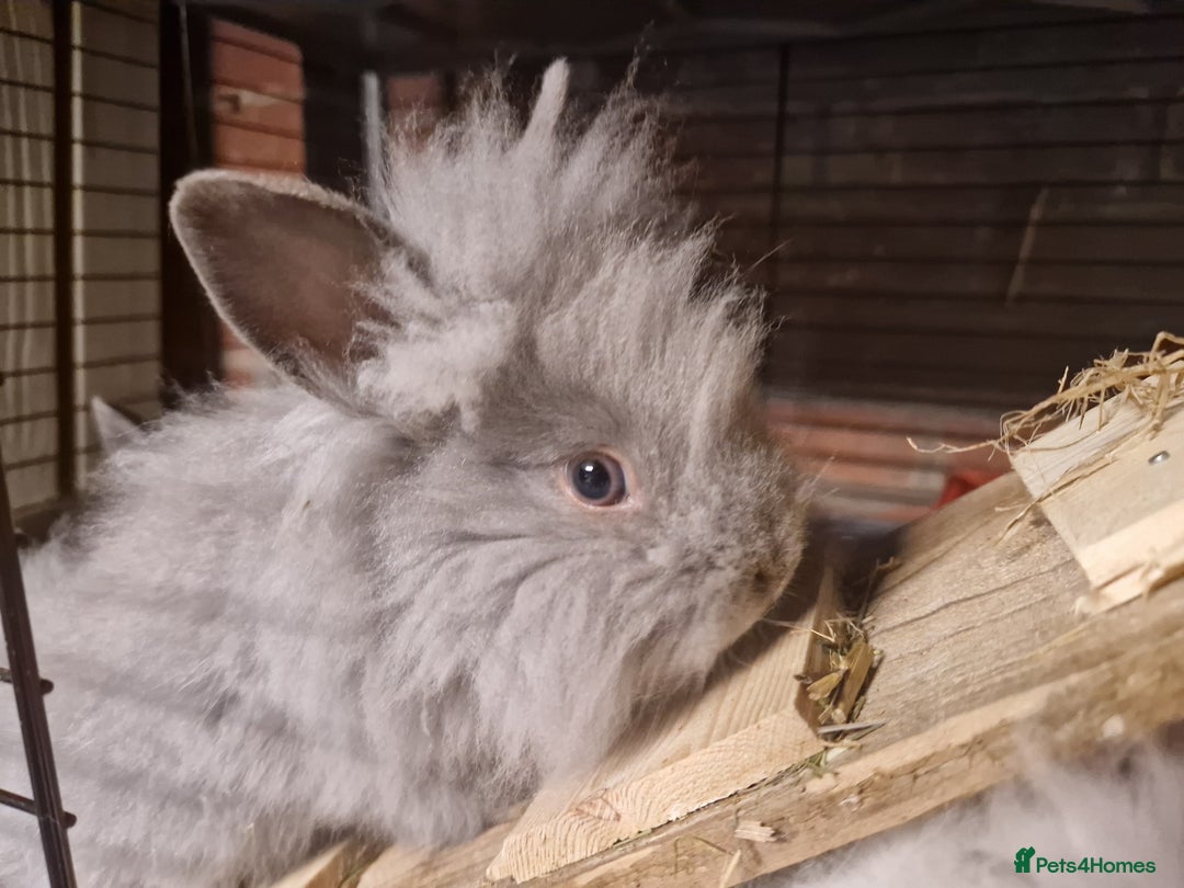 Gallery Image {{count}}