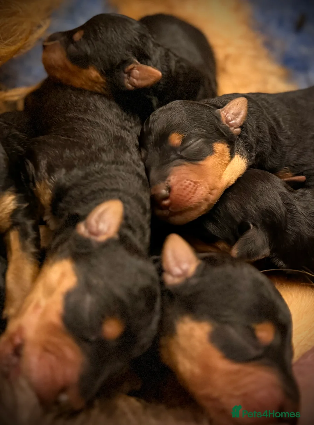 Airedale Terrier dogs for sale: ADORABLE AIREDALE PUPS FROM 5 ⭐️ LICENSED BREEDERS - Advert 4