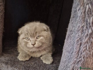 British Shorthair cats Kittens boy, girl, lilac and blue - Advert 2