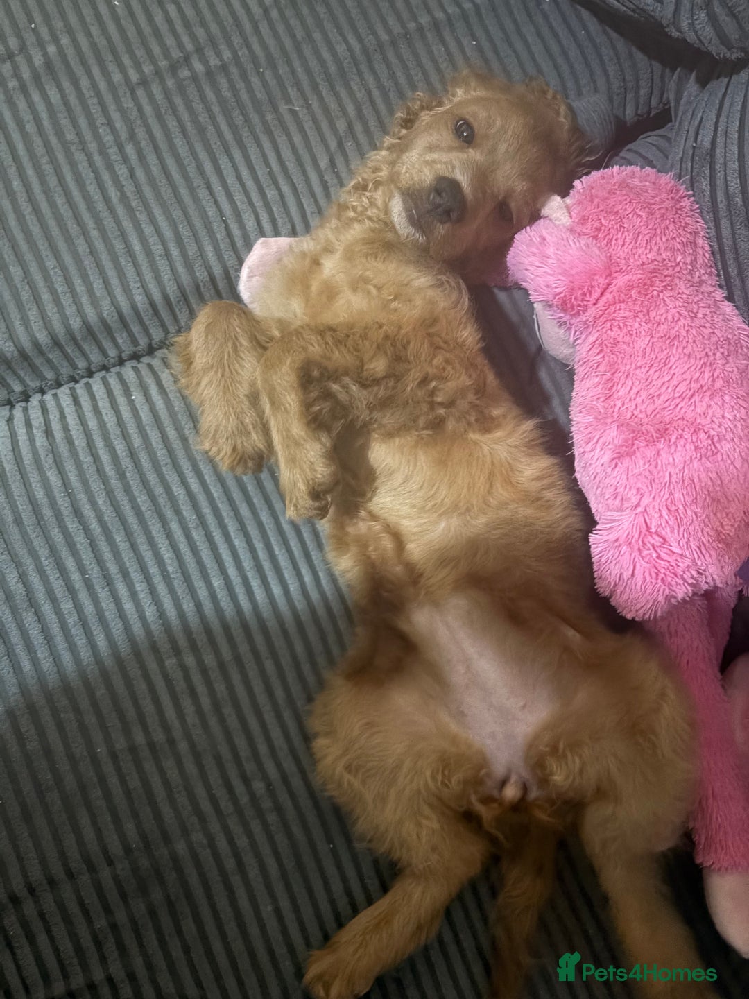 Cockapoo dogs for sale: Minnie moo cockapoo  - Advert 2