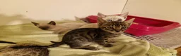 Mixed Breed cats for sale: Bengal,Siamese, Maine coon mix kittens.  - Advert 23