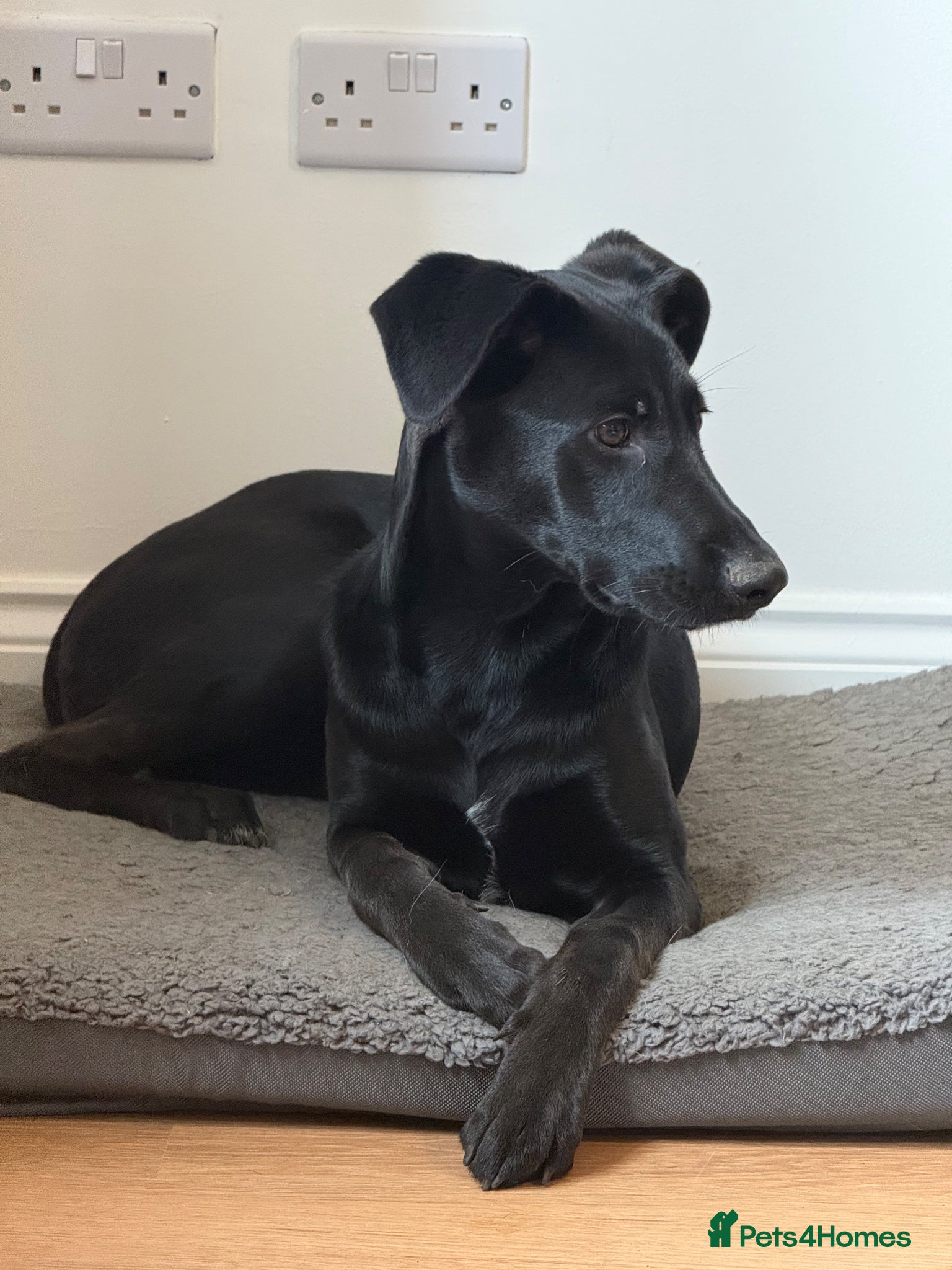 Mixed Breed dogs Dalmation cross gsd  - Advert 2