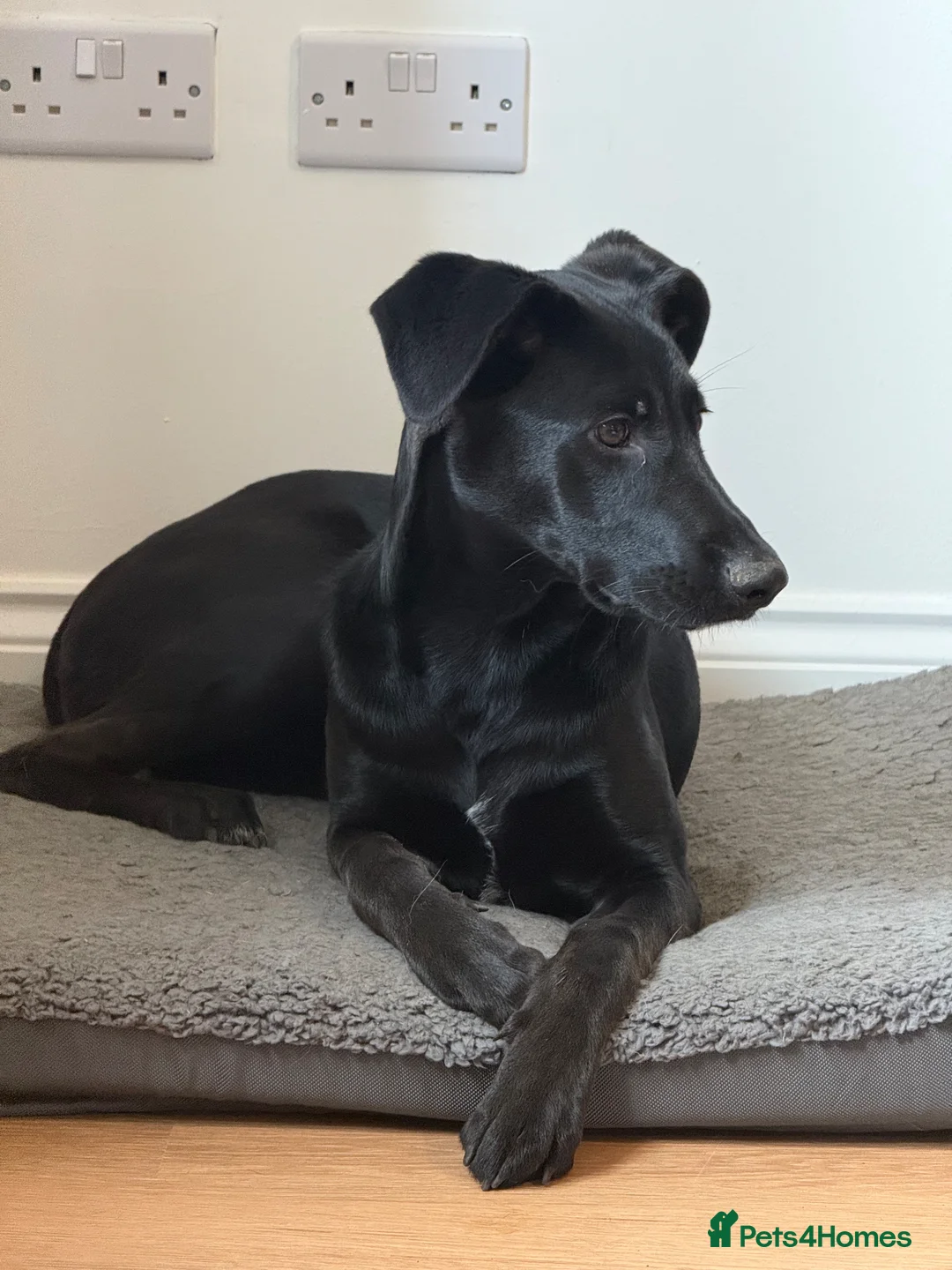 Mixed Breed dogs for sale: Dalmation cross gsd  - Advert 1