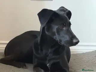 Mixed Breed dogs Dalmation cross gsd - Advert 2