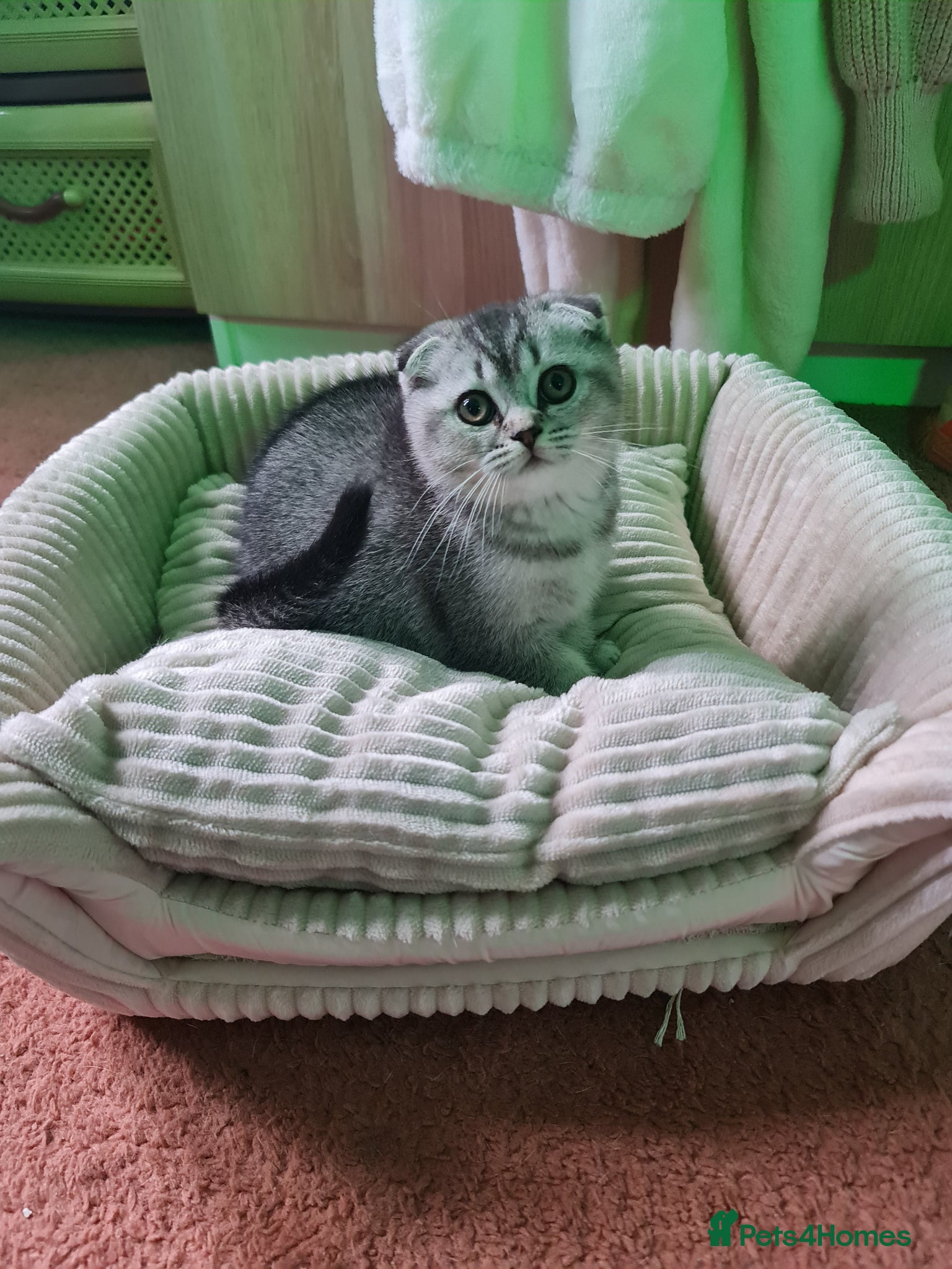 Scottish Fold cats Last 2 kittens british and scottish fold  - Advert 2