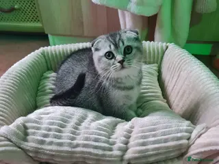 Scottish Fold cats Last 2 kittens british and scottish fold - Advert 2