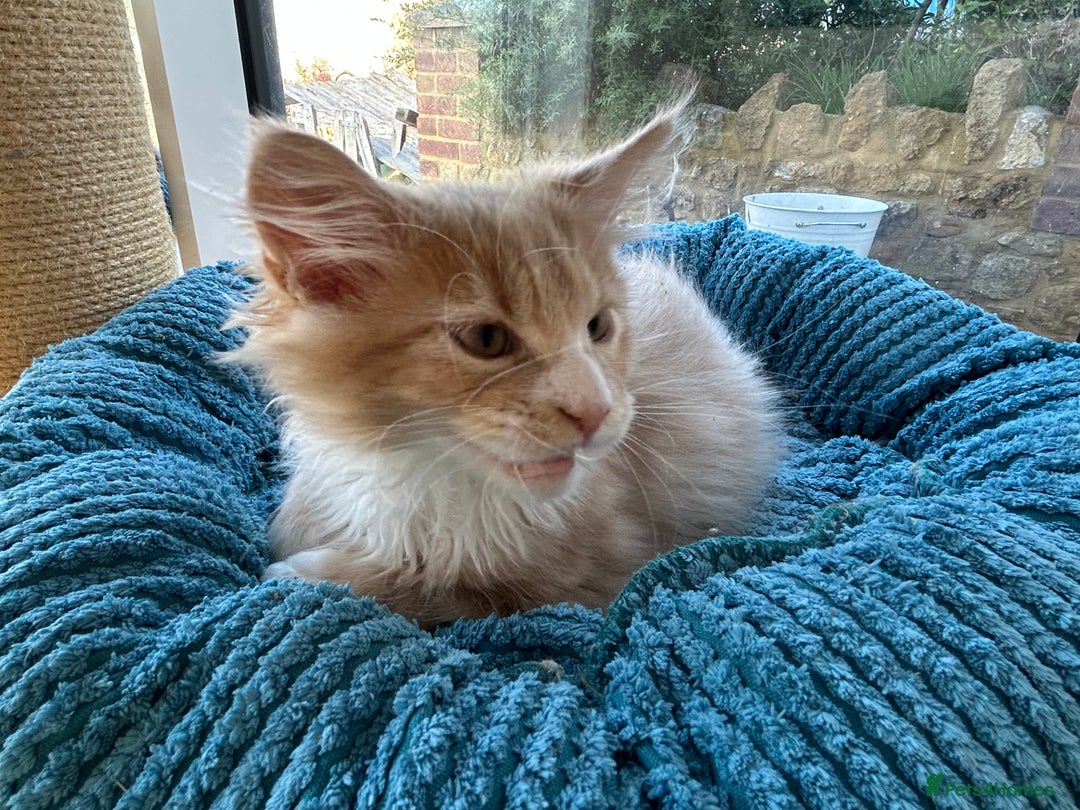 Maine Coon cats for sale: Pedigree Maine Coon kittens  - Image 4