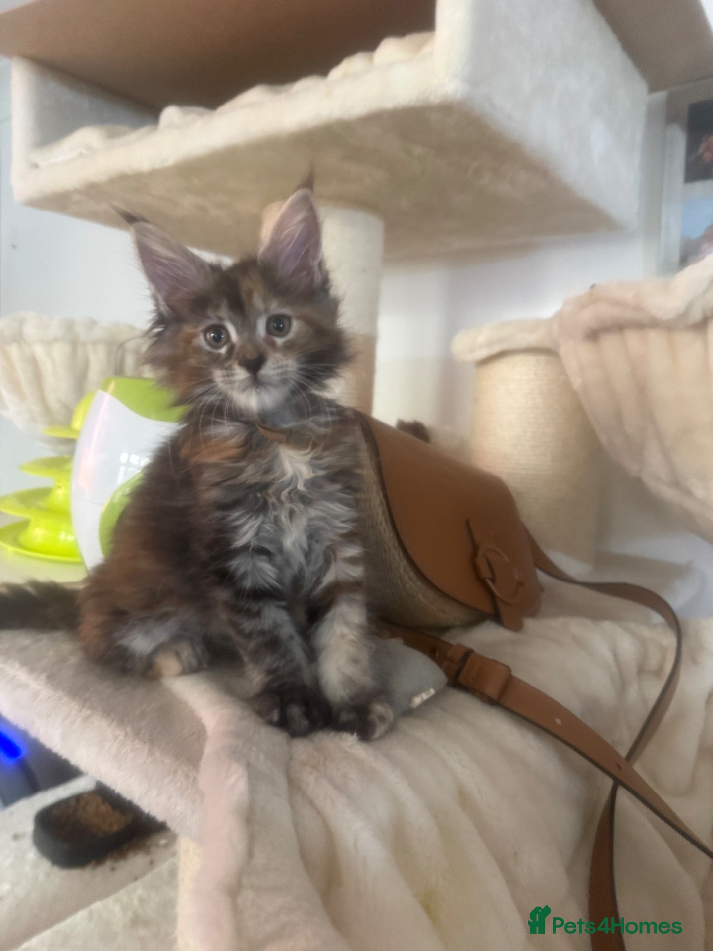 Maine Coon cats XL Maincoon kittens  - Advert 1