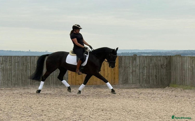 Belgian Warmblood horses Mia Wonderful expressive mare  - Advert 2