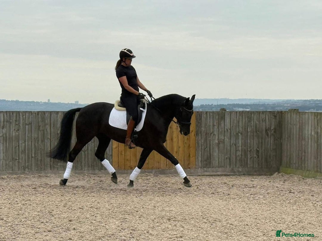 Belgian Warmblood horses for sale: Mia Wonderful expressive mare  - Advert 1