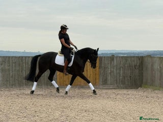 Belgian Warmblood horses Mia Wonderful expressive mare - Advert 1