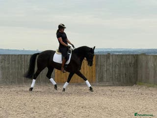 Belgian Warmblood horses Mia Wonderful expressive mare - Advert 1