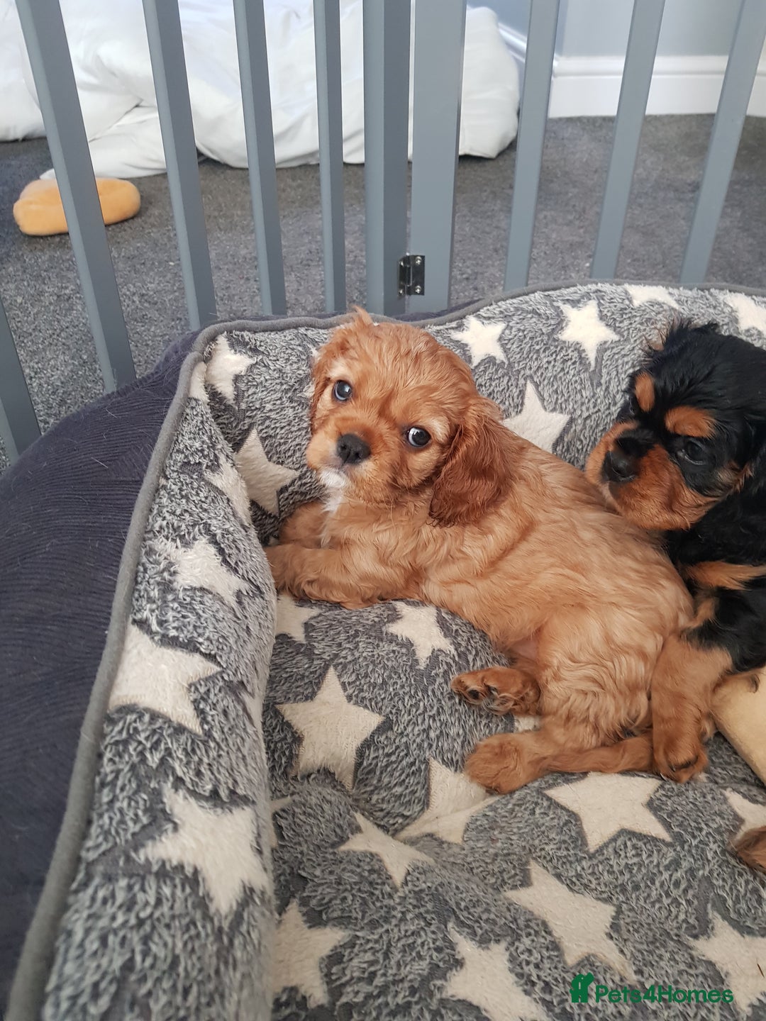 Cavalier King Charles Spaniel dogs for sale: 2 Cavalier king Charles puppies left - Image 21