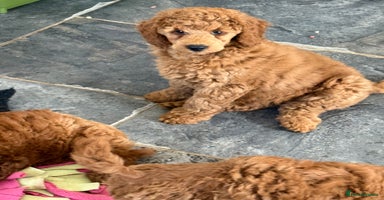 Miniature Poodle dogs - Advert 1
