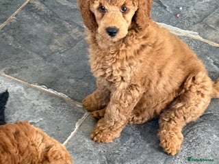 Miniature Poodle dogs - Advert 6