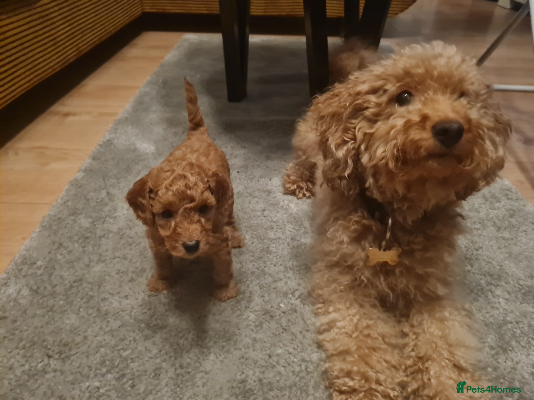 Toy Poodle dogs Beautiful DEEP RED ASIAN TOY POODLES  - Advert 13