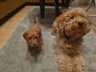 Toy Poodle dogs Beautiful DEEP RED ASIAN TOY POODLES - Advert 13