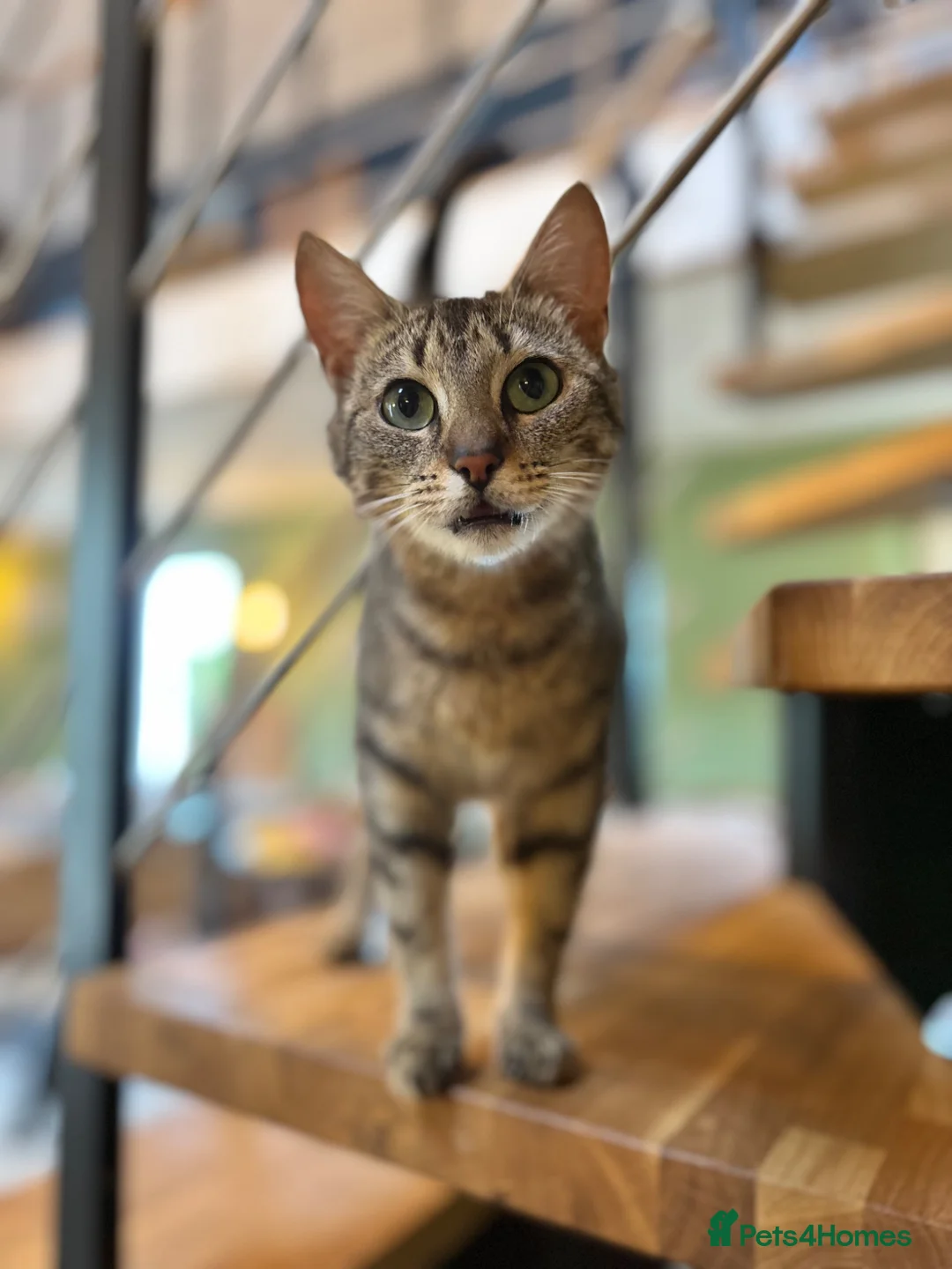 Mixed Breed cats for sale: Gorgeous kittens looking for forever homes - Advert 2